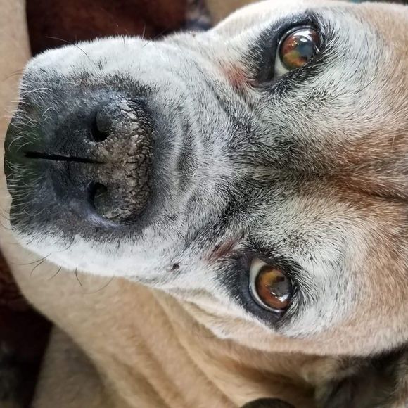 Meet your Posher, Travis - Picture 1 of 1